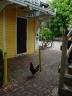 key west rooster