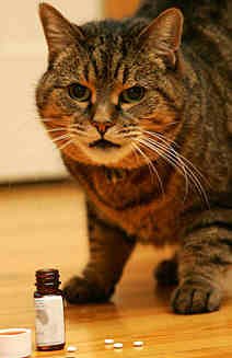 Prozac Cat