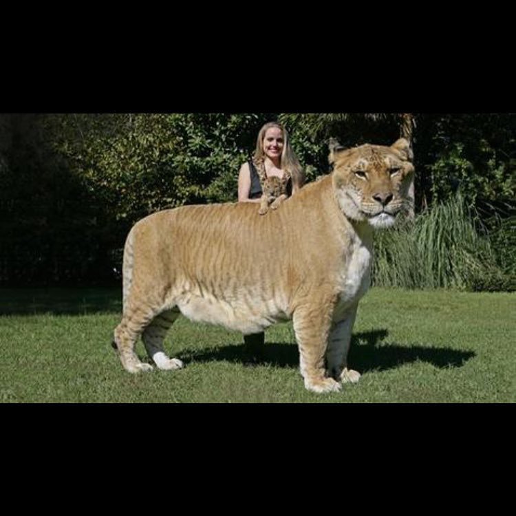 Bet you didnt know a lion and a tiger couldhellip