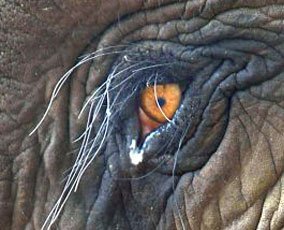 Acid Elephant