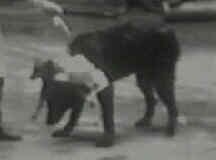 Two Headed Dog