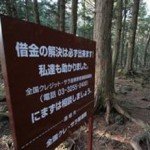 The Japanese Suicide Forest
