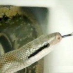 rat_snake1 rat_snake1