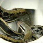 rat_snake4 rat_snake4