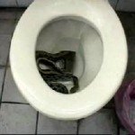 rat_snake5 rat_snake5