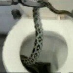 rat_snake7 rat_snake7