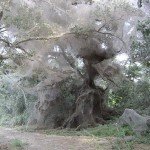 Biggest Animal-Made Structures In The World