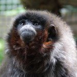 Titi Monkey