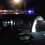 Swan in Police Car