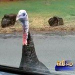 wild-turkey-attack-duffy-kelly Wild Turkey Attack on Duffy Kelly