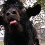 Pet Goat Voldemort Attacks Paperboy