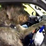 Dog Drives Car