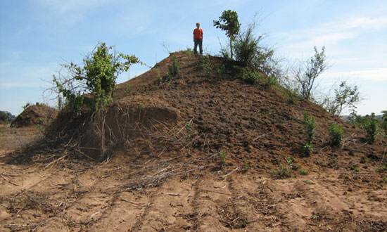 African Ant Hill