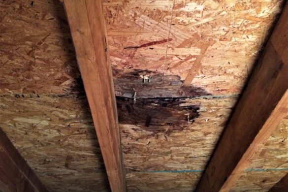 Attic Mold