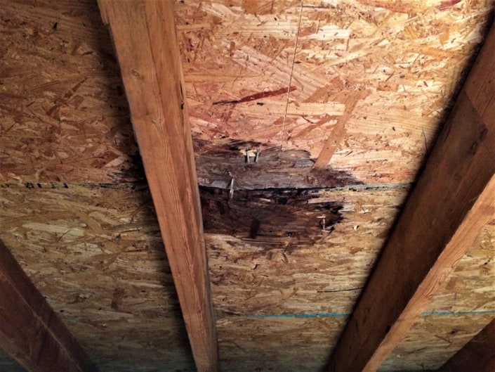 Attic Mold