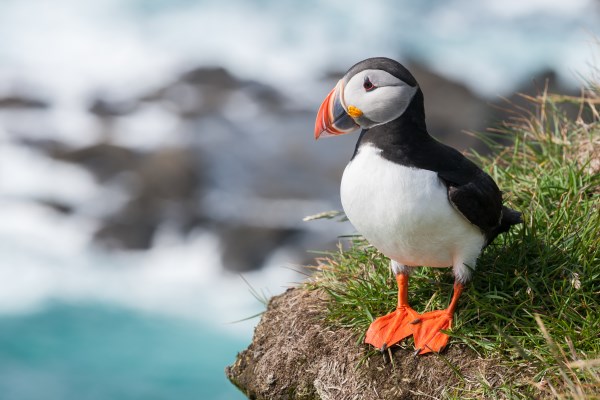 The Most Weird Birds in The World