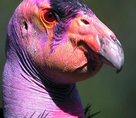 The Most Weird Birds in The World