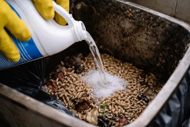 Close-up of maggots on decomposing organic matter with bleach solution being poured over them in a controlled laboratory sett
